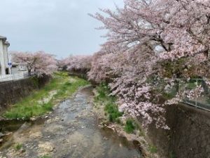 飛鳥川の桜